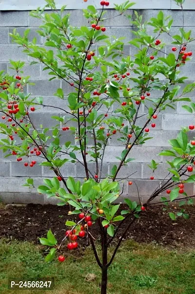 Cherry Fruit PlantHybrid Esey To Grow No Nead To extra Care [ S131]-thumb0