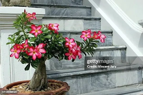 Adenium Flower Plant-thumb0