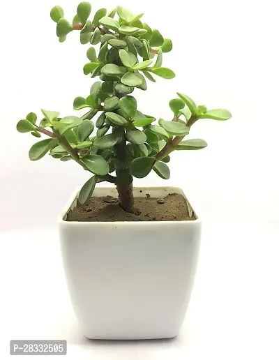 Fulmala Nursery Jade Plant Height 1.2-1.396 Fit, With Growing Bag-thumb0