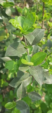 BALUBITA Hybrid Cherry Fruit Plant[BB1557]-thumb2