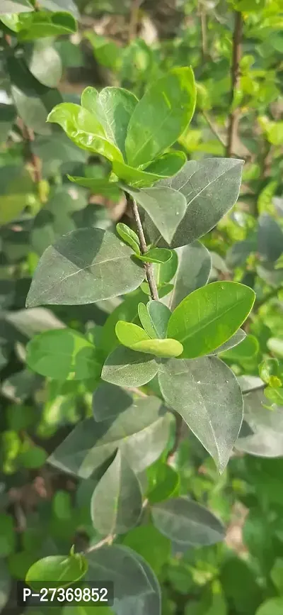 BALUBITA Hybrid Cherry Fruit Plant[BB1557]-thumb3