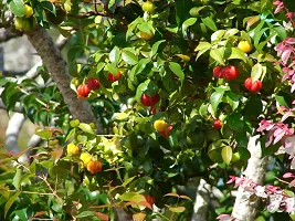 BALUBITA Hybrid Cherry Fruit Plant[BB1629]-thumb3