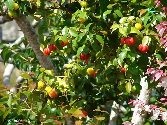 BALUBITA Hybrid Cherry Fruit Plant[BB1629]-thumb4