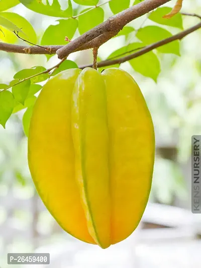 Star Fruit Carambola Grafted Plant-thumb0