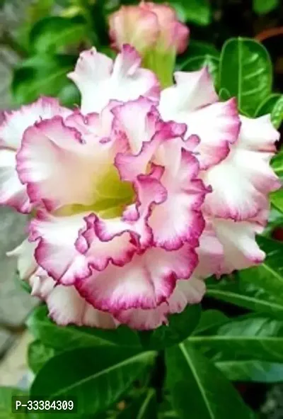 Adenium Flower Plant