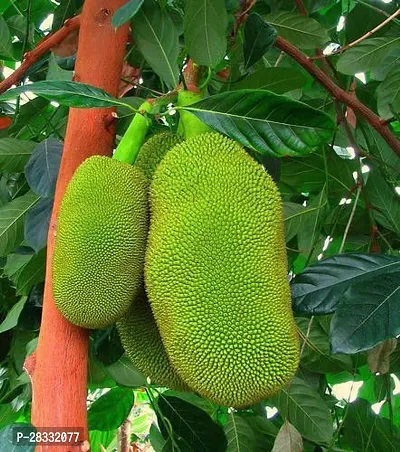 Fulmala Nursery Jackfruit Plant Height 1.2-1.167 Fit, With Growing Bag-thumb0