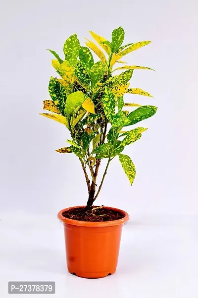 BALUBITA Hybrid Croton Plant[BB1775]-thumb0