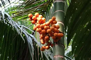 BALUBITA Hybrid Betel Nut/Supari Plant[BB1895]-thumb1