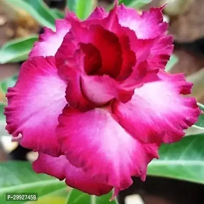 Adenium Desert Rose Garden Plant-thumb0