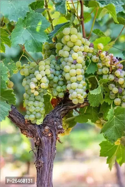 Grapes Plant