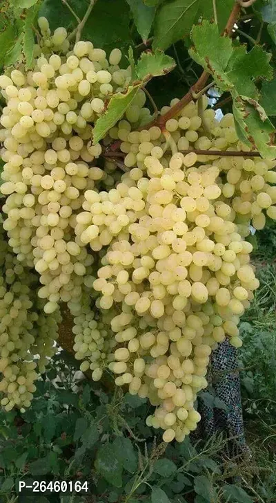 Grape Plant