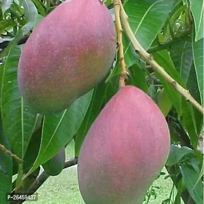 Mango Plant