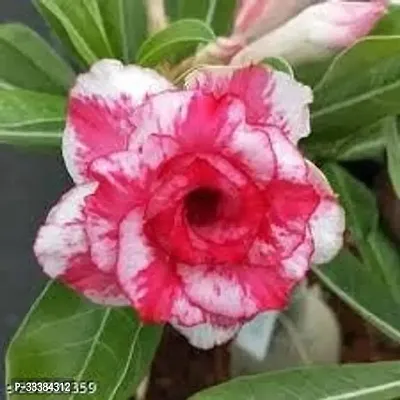 Adenium Flower Plant-thumb0