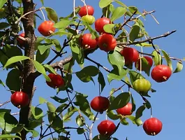 BALUBITA Hybrid Cherry Fruit Plant[BB1639]-thumb2