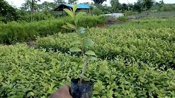 Fulmala Nursery Ber Apple Plant Height 1.2-1.147 Fit, With Growing Bag-thumb1