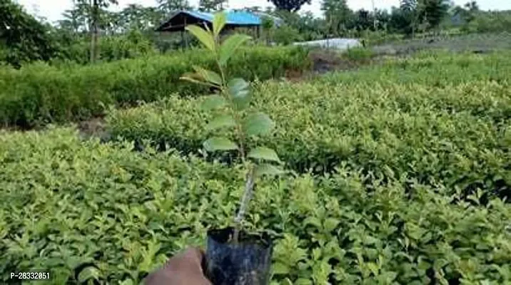 Fulmala Nursery Ber Apple Plant Height 1.2-1.147 Fit, With Growing Bag-thumb2