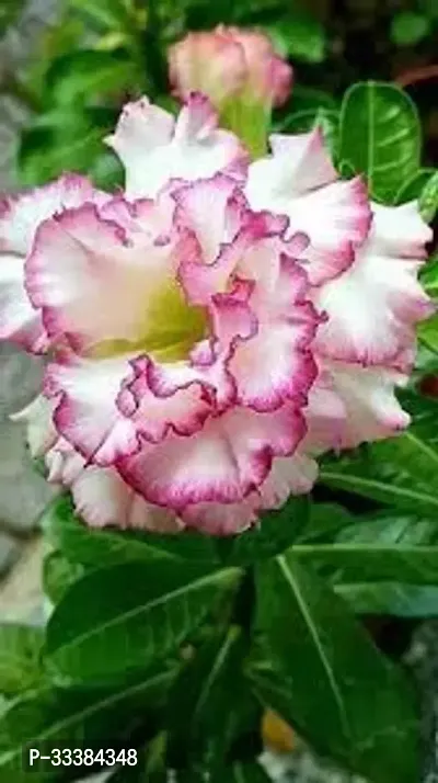 Adenium Flower Plant-thumb0