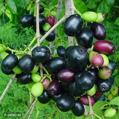 Jamun PlantHybrid Esey To Grow No Nead To extra Care [ S48]-thumb0