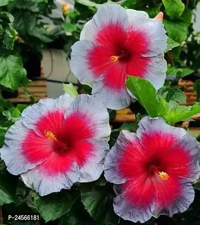 Hibiscus PlantHybrid Esey To Grow No Nead To extra Care [ S65]-thumb0