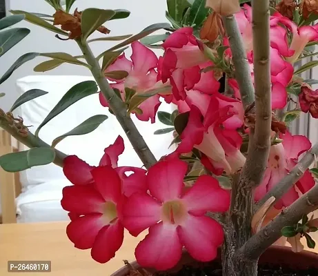 Adenium Plant