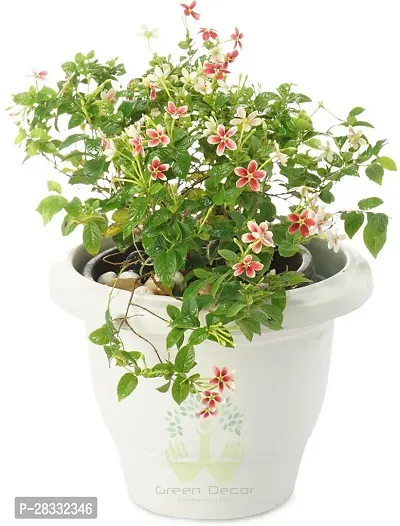 Fulmala Nursery Madhumalti/Rangoon Creeper , Plant Hight 1.2-1.275 Fit, With Growing Bag-thumb2