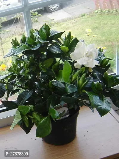 BALUBITA Hybrid Jasmine Plant[BB1795]-thumb0