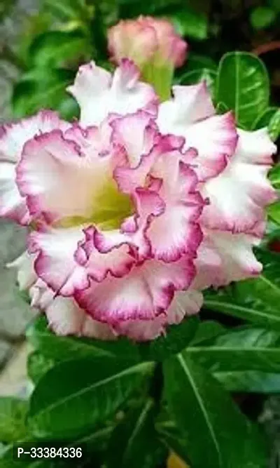 Adenium Flower Plant-thumb0