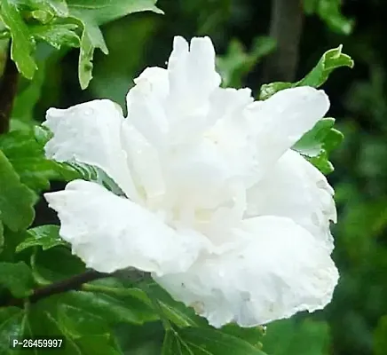 Hibiscus Plant-thumb0