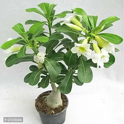 BALUBITA Hybrid Adenium Plant[BB1752]-thumb0