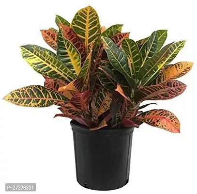 BALUBITA Hybrid Croton Plant[BB1727]-thumb0