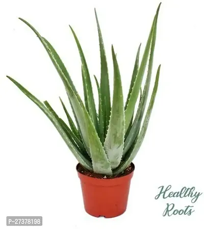 BALUBITA Hybrid Aloe Vera Plant[BB1596]-thumb0