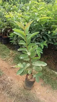 Fulmala Nursery Guava Plant Height 1.2-1.454 Fit, With Growing Bag-thumb1