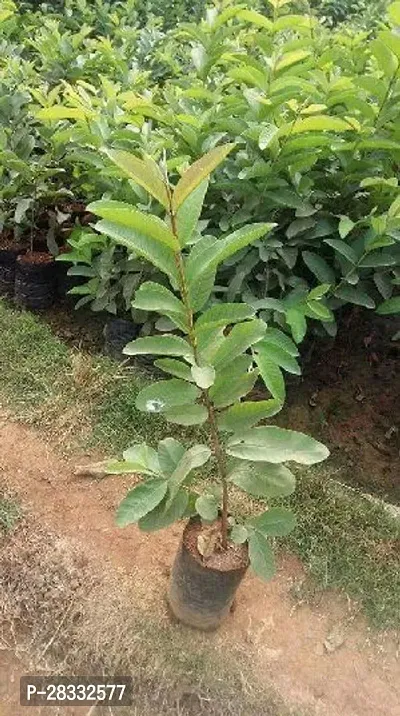 Fulmala Nursery Guava Plant Height 1.2-1.454 Fit, With Growing Bag-thumb2