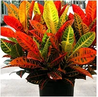 BALUBITA Hybrid Croton Plant[BB1727]-thumb1