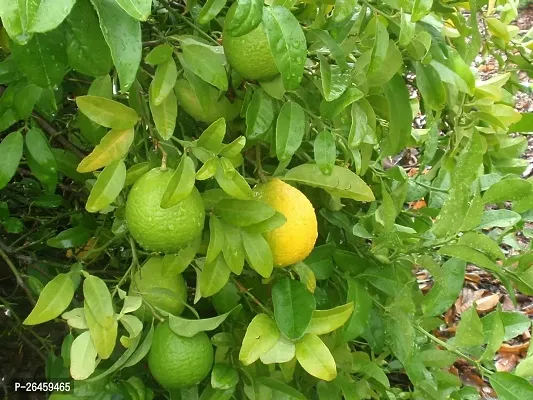 Lemon Plant