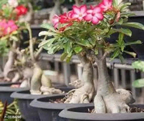 Adenium Flower Plant-thumb0