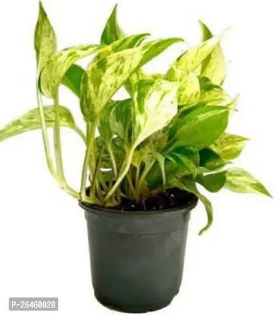 Money Plant