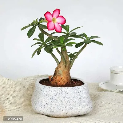 Adenium Desert Rose Potted Plant-thumb0