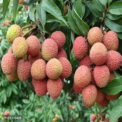 BALUBITA Hybrid Litchi Plant[BB1824]-thumb0