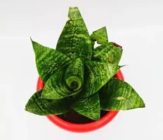 BALUBITA Hybrid Snake Plant[BB1570]-thumb1