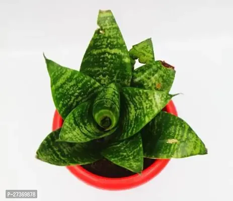 BALUBITA Hybrid Snake Plant[BB1570]-thumb2