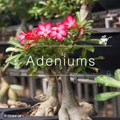 Adenium Flower Plant-thumb0