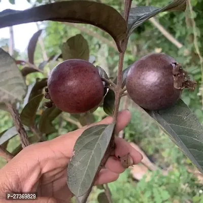 BALUBITA Hybrid Guava Plant[BB1547]-thumb0