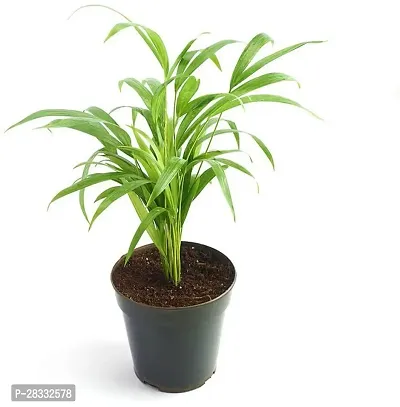 Fulmala Nursery Areca Plam , Plant Hight 1.2-1.455 Fit, With Growing Bag-thumb0