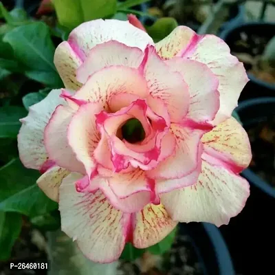 Adenium Plant