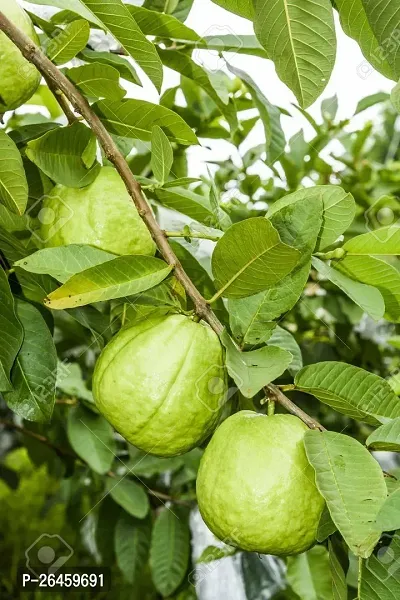 Guava Plant-thumb0