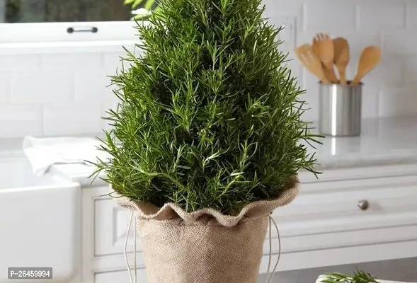 Christmas Tree Plant