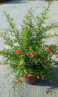 BALUBITA Hybrid Pomegranate Plant[BB1929]-thumb3