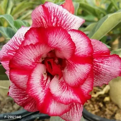 Vibrant Adenium Flowering Bonsai-thumb0