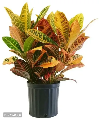 BALUBITA Hybrid Croton Plant[BB1732]-thumb0